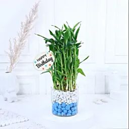 Birthday Bamboo Bliss Duo-10