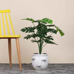 foliyaj 18 Leaf Monstera Plant Bunch 2 Feet Tall without Pot Indoor Plants-picture-36