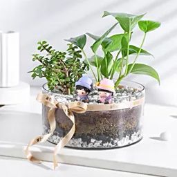 Money N Jade Plant Prosperity Duo-image-60