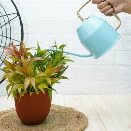 SkyBlue Metal 900 ml Watering Can By Gold Dust-picture-25