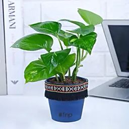 Gold King Money Plant in Black Square Pot with Boho Lace-25