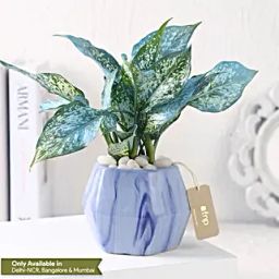 Green Aglaonema in Hexagon Pot-image-28