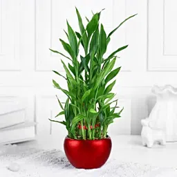 Rustic Charm Lucky Bamboo-image-76
