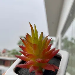 Garden Deco Orange 2 Pieces Succulent Artificial Plant-image-46