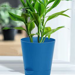 Kuber Industries Blue 3 Pieces Self-Watering Planters With Drainage Holes-51