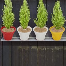 Kuber Industries White 5 Pcs Planters-29