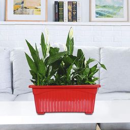 Kuber Industries Set Of 4 Red Rectangular Jupiter Plastic Window Pot-16