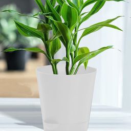 Kuber Industries White 3 Pieces Self-Watering Planters With Drainage Holes-35