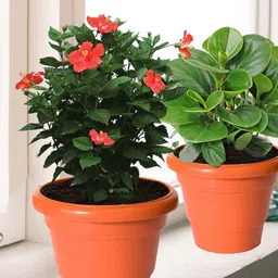 Kuber Industries Pack of 5 Orange Layered Plastic Planters With Drainage Hole-16