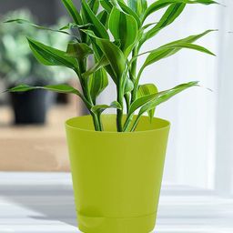 Kuber Industries Pack of 4 Green Self Watering Pot With Drainage Holes-37