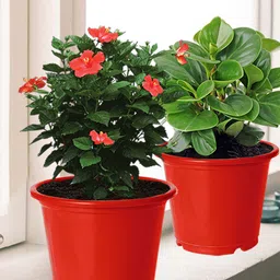 Kuber Industries Pack of 10 Red 2 Layered Plastic Planters-49