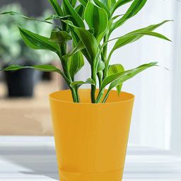 Kuber Industries Yellow 2 Pieces Self-Watering With Drainage Holes Planters-57
