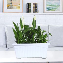 Kuber Industries Jupiter Set Of 5 White Rectangular Plastic Window Pot-48