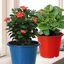 Kuber Industries Set of 10 Flower Pots-24