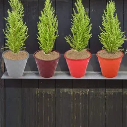 Kuber Industries Orange 2 Pcs Brick Flower Planters-58