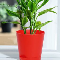 Kuber Industries Set of 2 Red Self-Watering Pot With Drainage Holes Planters-9