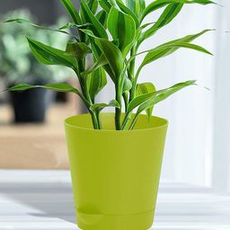 Kuber Industries Set of 6 Flower Pots-36