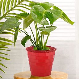 Kuber Industries Set Of 2 Planters image 4