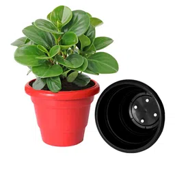 Kuber Industries Set Of 3 Planters image 5