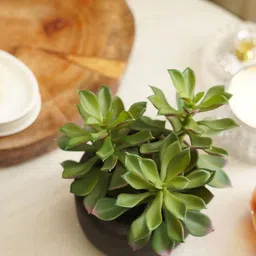 Pure Home and Living Green Artificial Succulent with Cement Pot-10