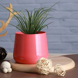 Homspurts Pink Table Top Petite Blooms Planter-image-15
