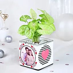 Syngonium Love Notes-18