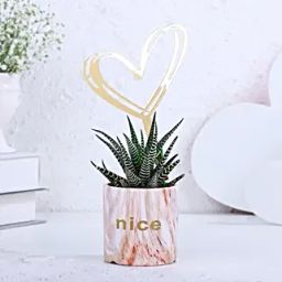 Haworthia Plant In Marble Touch Hearty Pot-image-8