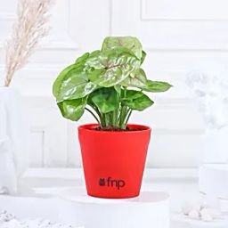 Syngonium Plant In Red Pot-23