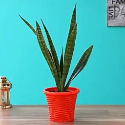 Sansevieria Green Plant In Red Shining Plastic Pot-image-68