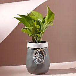 Money Plant Grey White Home Sweet Home Pot-23