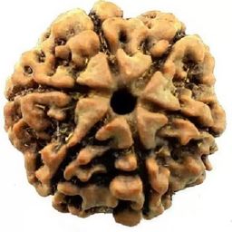shivtantra 6 Mukhi Pure Rudraksha bead,Certified, /Original 6 Mukhi Rudraksh bead/Natural 6 faced Rudraksha bead (Brown) with Certificate and Puja Instructionsx07 image 1