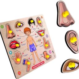 Human Body Parts Wooden Puzzle Wooden Toys with Knobs, Learning Game For Kids-image-56