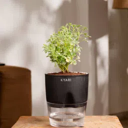 kyari Aralia Variegated Self Watering Pot - Black-picture-26