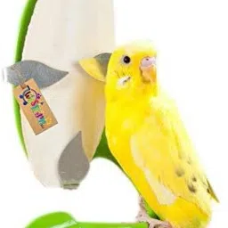 Natural High Calcium Source Cuttlebone Fish for Birds, Parrot (100grm) Chicken 0.1 kg Dry New Born, Young, Adult, Senior Bird Food-19