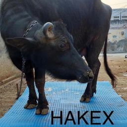 COW MAT-Waterproof Rubber-Blue2 (Mat 8*5 Feet) BPA Free For Horse- | Cow, Dog, Hamster, Guinea Pig, Miniature Pig Pet Mat-image-78