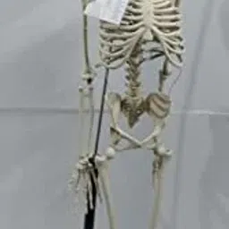 Articulated Human Skeleton Model with Stand (5 feet)/Removable Arms & Legs-24