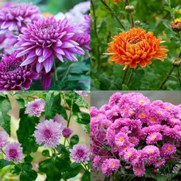 ibains Chrysanthemum f1 hybrid seeds pack of 41 Seed-picture-13