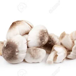 First Generation 425Gm Paddy Straw Mushroom Spawn Seed-image-5