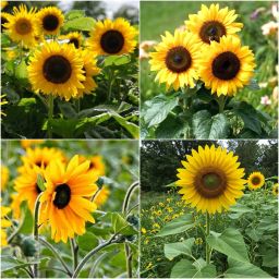 sunflower flower seeds Seed-image-28
