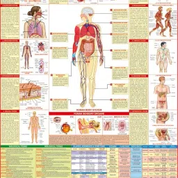 All in one Human Biology Chart | Laminated | Useful in School, classroom, home learning and for Exam preparation such as NEET | It includes Digestive, Reproductive, Muscular, Respiratory, Systems etc Wall Chart Fine Art Print-11