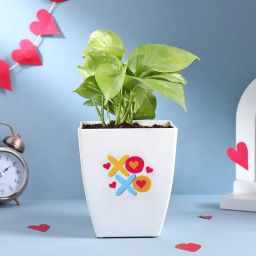 Xoxo Love N Luck Money Plant-image-17