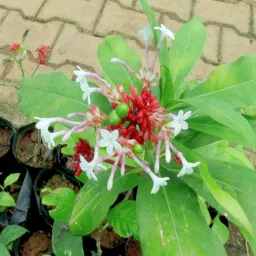 Sarpagandha, Rauvolfia Serpentina, Indian Snakeroot, Devil Pepper Wood Plant Seeds For Growing Seed-picture-17
