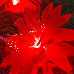 16 LEDs 4 m Red Steady Bulb Rice Lights-25