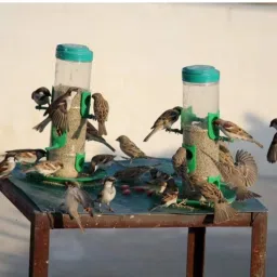 kedio Automatic Bird Feeder Common Bird Feeder image 2