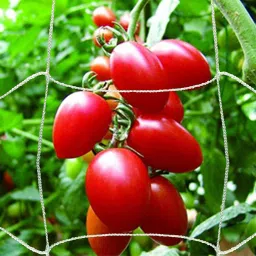 Plant Climbing net & Plant Trellis Netting Creeper Net - 5feet x 10feet Hiking Net-10