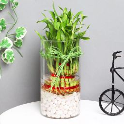 3 Layer Lucky Bamboo Terrarium-picture-0