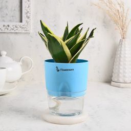 Milt Sansevieria Plant N Vase Combo-image-69