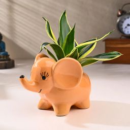 Milt Plant In Lil Elephant Pot-image-50