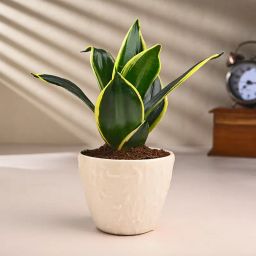 Milt Sansevieria Plant In Textured Ceramic Pot-image-8