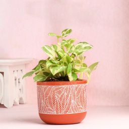 White Pothos Plant In Exquisite Terracotta Pot-image-23